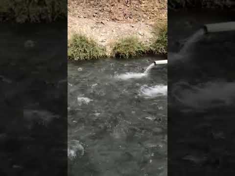 Видео: Вот как нужно выращивать форель в горах Кыргызстана.