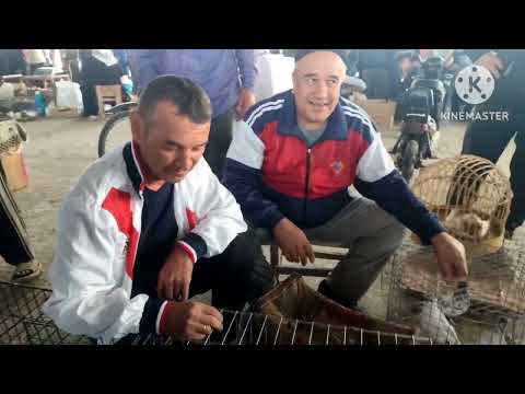 Видео: Салам алейкум братя ринок г Душанбе Рудаки 29.09.24год