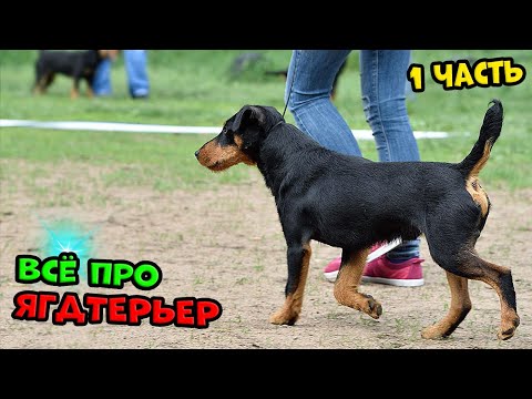 Видео: Ягдтерьер - 1 ЧАСТЬ. На что способен этот маньяк. #ягдтерьер #ягдерьерволкмикс #волкмикс