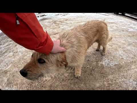 Видео: Ростовский Борисоглебский монастырь