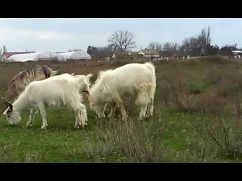 Видео: 🤓😀Последствия - Сухая кастрация козла🐐🐐 (продолжение)