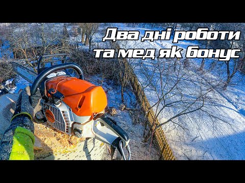 Видео: Холодна срібляста тополя