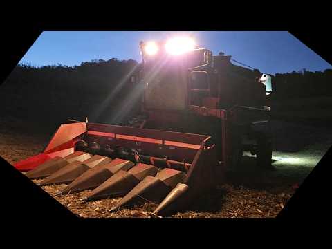 Видео: День открытия комбайнового сбора кукурузы! Урожай 2025 года