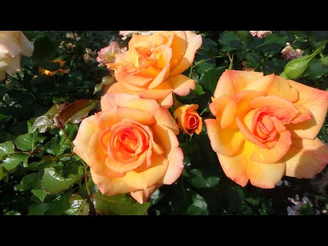 Видео: большая прогулка к королеве цветов