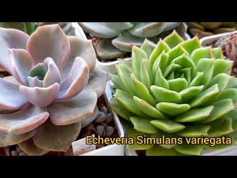 Видео: Суккуленты.Виды.Рубрика "было-стало".Часть 2.