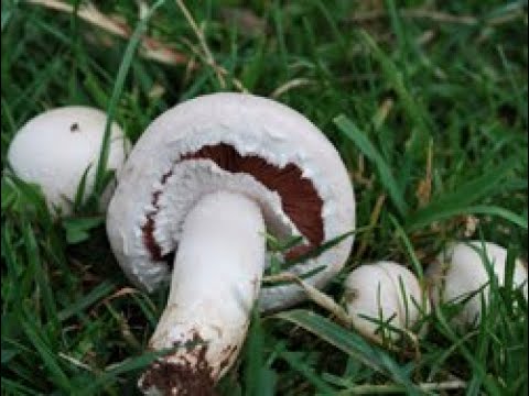 Видео: Определение полевого гриба Agaricus campestris
