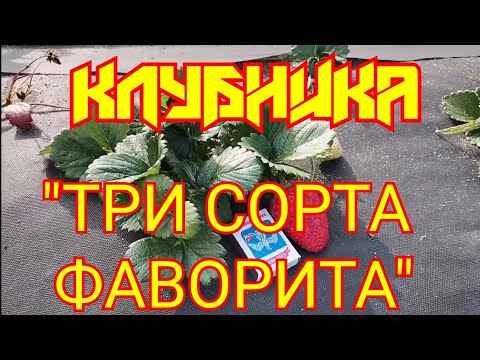 Видео: "Клубника: ( ТРИ СОРТА ФАВОРИТА) "