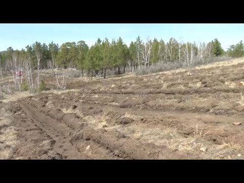 Видео: 18 млн деревьев посадили в Акмолинской области