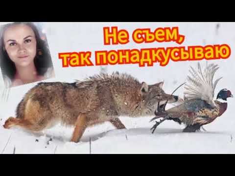 Видео: Мошенники огрызаются с Василисой