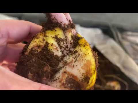 Видео: Лилии от VWS размером 18-20, 20-22 и 22-24. Вы такого ещё не видели!