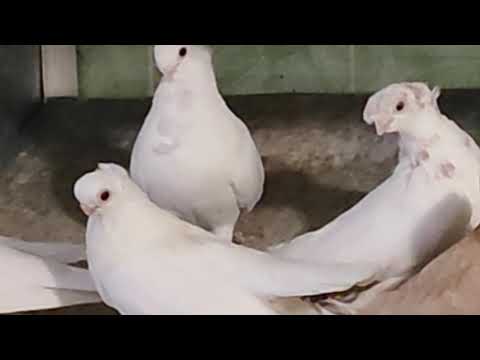 Видео: 3.11.2025г Питомник Харлашина Виктора Ивановича!!! Распродажа!!!