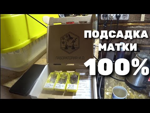 Видео: КАК 100% ПОДСАДИТЬ МАТКУ