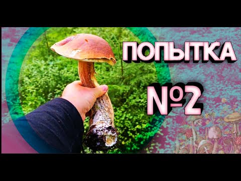 Видео: много грибов но какие съедобные?
