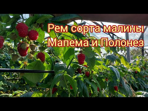 Видео: Рем сорта малины Мапема и Полонез