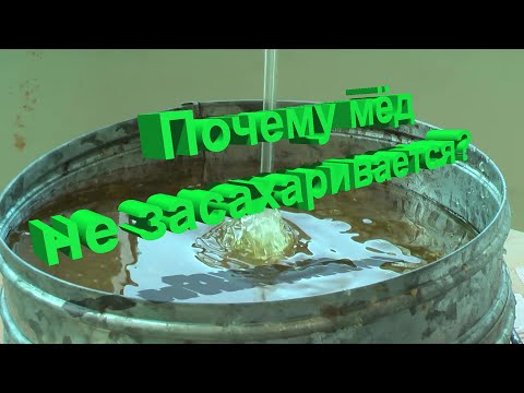 Видео: Профессор Кашковский: Почему мёд не засахаривается?