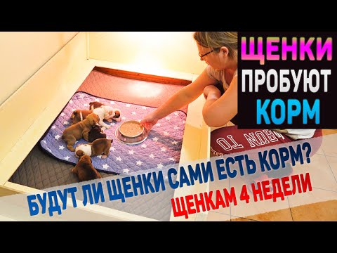 Видео: Щенки пробуют кушать сами. Реакция маленьких щенков на новый корм. Английский Бульдог.
