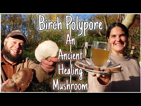 Видео: Трутовик берёзовый: откройте для себя целебные дары древнего дикого гриба 🍄