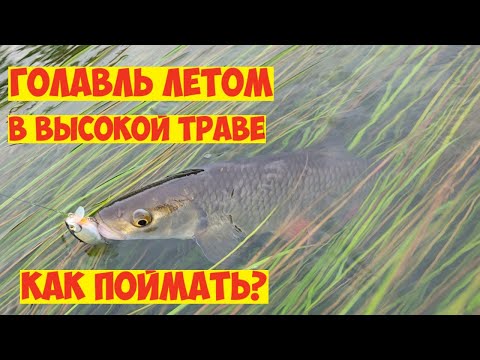Видео: ЛУЧШИЙ воблер на ГОЛАВЛЯ ЛЕТОМ в высокой траве! Как ловить голавля летом на спиннинг! РЫБАЛКА в июне