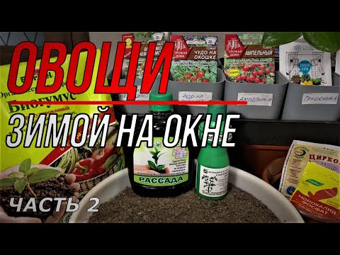 Видео: Мини овощи. Пробуем выращивать на окне уже в ноябре. (Часть2)
