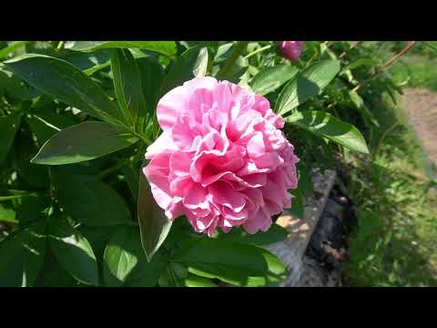 Видео: Пион Карнейшен Букет. Paeonia Carnation Bouquet.-  Seidl, 1996, США