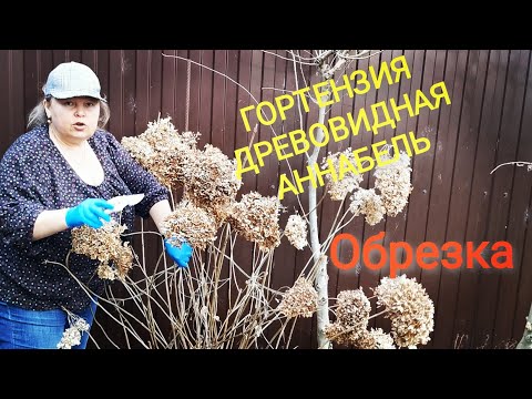 Видео: Весенние работы. Обрезка древовидной гортензии