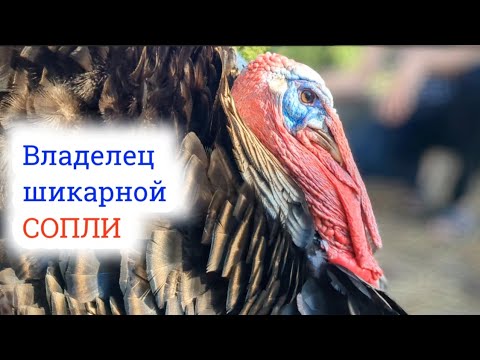 Видео: Зачем индюку СОПЛЯ, Кисточка, Пышные перья и другие элементы его интересного строения?