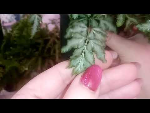 Видео: Папоротники.