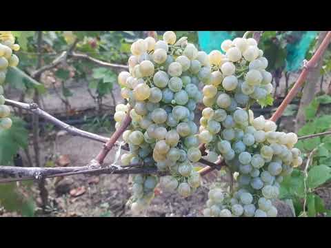 Видео: Рислинг рейнский - технический сорт Германии