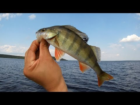 Видео: В погоне за трофеями, копчёный окунь прямо на берегу, рыбалка в Карелии‎!