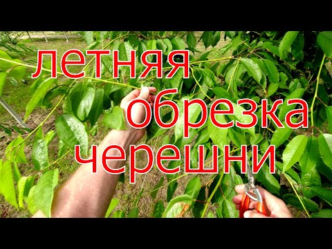 Видео: 3 причины для летней обрезки ЧЕРЕШНИ ! Как, когда и зачем