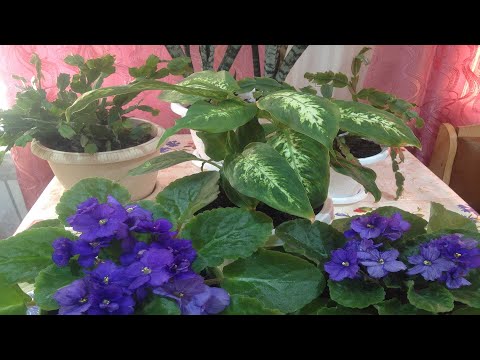 Видео: Пересадка диффенбахии. Подготовка грунта.