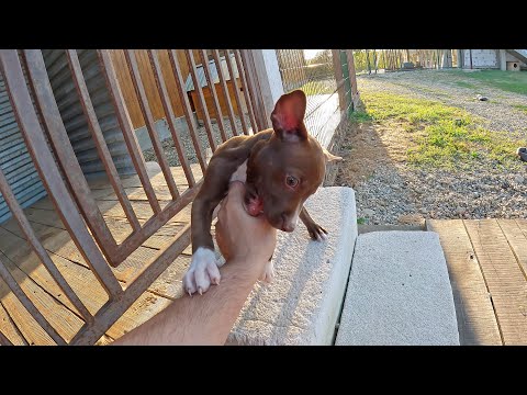 Видео: Подписчики / Разборки с Тинкой / Прогнали со двора непрошенного гостях наглую собаку.