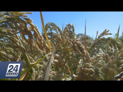 Видео: Қызылорда облысында еккен күріштің күтімі қалай