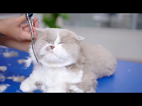 Видео: Этот кот так дружелюбен к грумеру!😻🛁✂️❤️