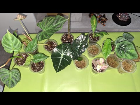 Видео: КОМНАТНЫЕ РАСТЕНИЯ(ЦВЕТЫ).ПЕРЕСАДКА ИЗ МХА В ГРУНТ.