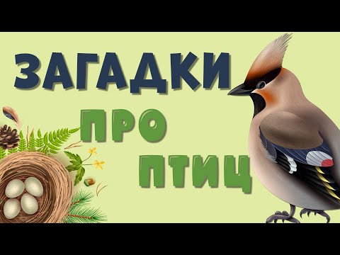 Видео: ЗАГАДКИ про ПТИЦ для детей.