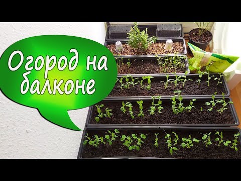 Видео: 23. Огород на балконе за 15 дней! Выращиваю помидоры, огурцы, горошек, мелису, базилик, петрушку...