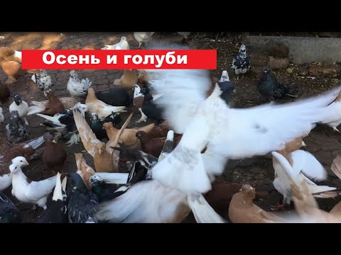 Видео: Осенняя забота о голубях