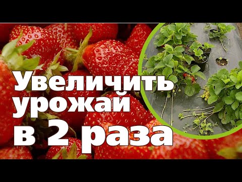 Видео: КЛУБНИКИ БУДЕТ В 2 РАЗА БОЛЬШЕ, ЕСЛИ ИСПОЛЬЗУЕТЕ ЭТУ ТЕХНОЛОГИЮ