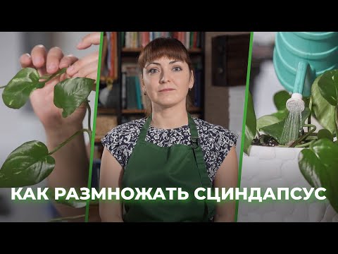 Видео: Как размножить сциндапсус