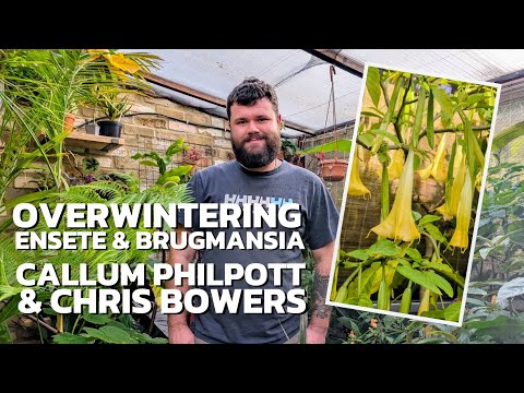 Видео: ЗИМУЮЩИЕ ТРОПИЧЕСКИЕ РАСТЕНИЯ - Энсет и бругмансия
