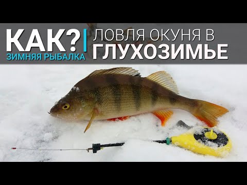 Видео: Как? Ловля окуня со льда. Глухозимье.