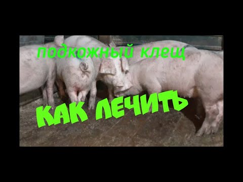 Видео: Подкожный клещ у поросят лечение