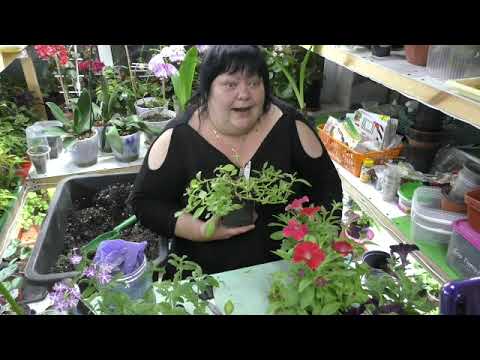 Видео: петуньи купили не большие, но цветущие. что делаю