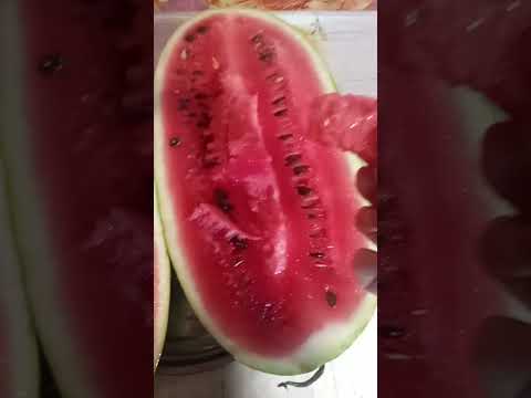Видео: Кавун Чарльстон Грей,перші враження.
