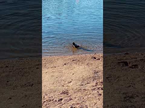 Видео: #ворон