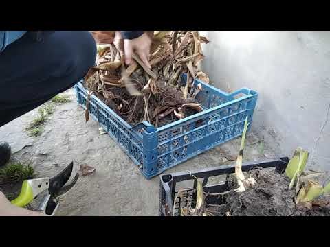 Видео: Канни восени. Що робити з викопаними рослинами? частина 1.#Сад#Головатюк#Канни