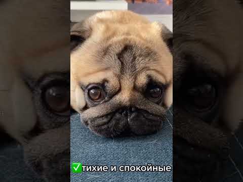 Видео: Топ 3 факта о мопсах #мопс #мопсы