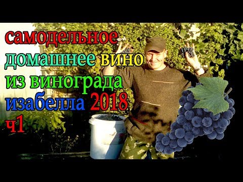 Видео: домашнее виноградное вино изабелла 2018ч1
