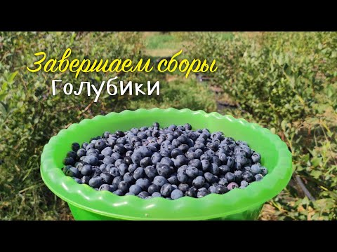 Видео: 🙅🏼‍♀️Заканчиваем сборы голубики 🫐⛔
